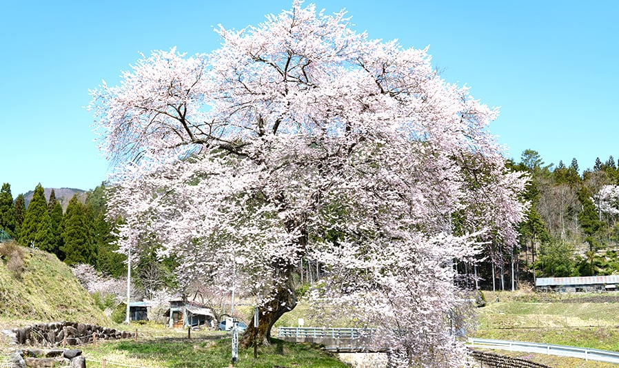 <C_008>A Trip to See Cherry Blossom and Meiho History & Folk Museum Time Travel to the Past at an Old-style Wooden School Cherry Blossom Viewing in Spring & Meiho Hot Spring