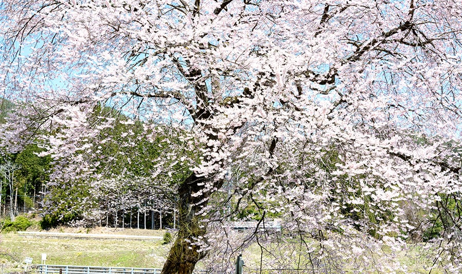 <C_008>A Trip to See Cherry Blossom and Meiho History & Folk Museum Time Travel to the Past at an Old-style Wooden School Cherry Blossom Viewing in Spring & Meiho Hot Spring