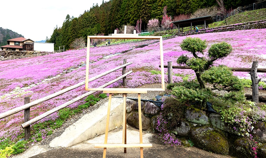 <C_008>A Trip to See Cherry Blossom and Meiho History & Folk Museum Time Travel to the Past at an Old-style Wooden School Cherry Blossom Viewing in Spring & Meiho Hot Spring