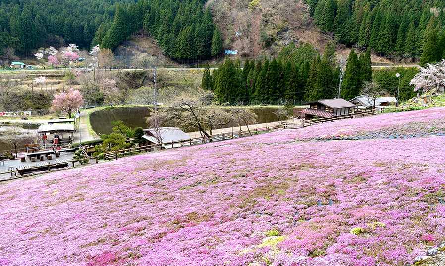 <C_008>A Trip to See Cherry Blossom and Meiho History & Folk Museum Time Travel to the Past at an Old-style Wooden School Cherry Blossom Viewing in Spring & Meiho Hot Spring