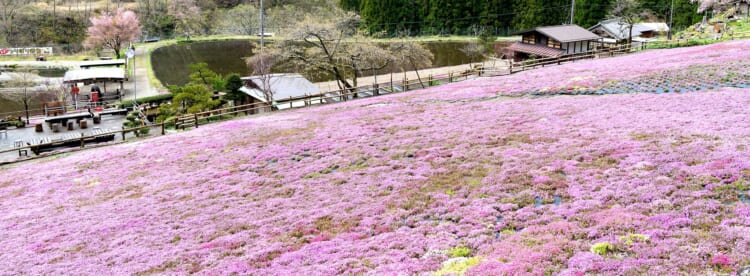 <C_008>A Trip to See Cherry Blossom and Meiho History & Folk Museum Time Travel to the Past at an Old-style Wooden School Cherry Blossom Viewing in Spring & Meiho Hot Spring