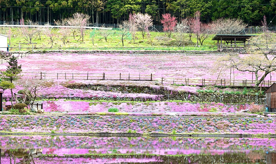 <C_008>A Trip to See Cherry Blossom and Meiho History & Folk Museum Time Travel to the Past at an Old-style Wooden School Cherry Blossom Viewing in Spring & Meiho Hot Spring