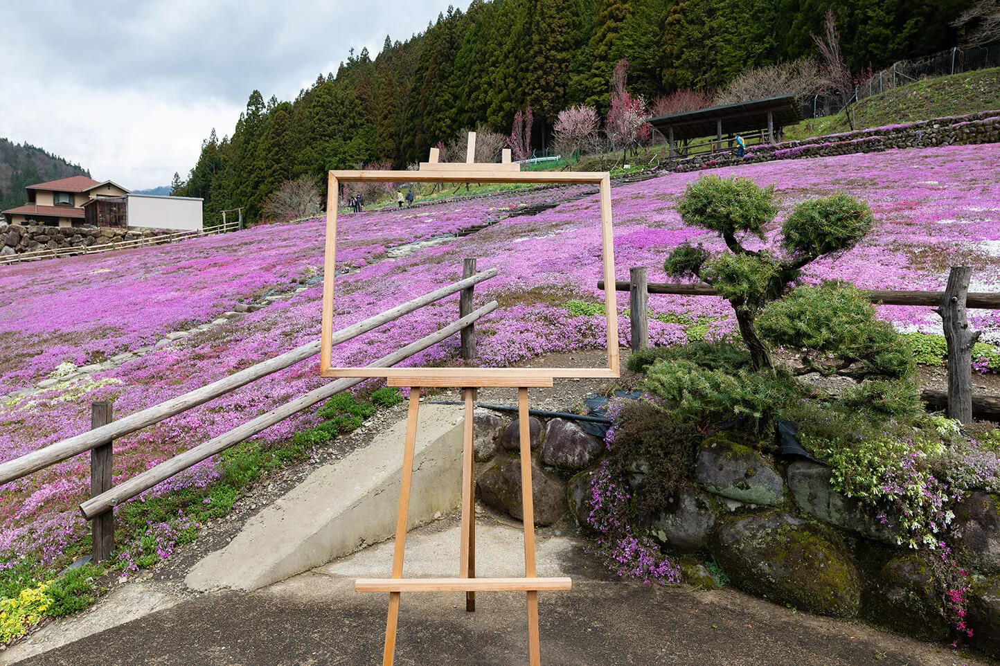 現在開花情報更新中 國田家の芝桜 Tabitabi郡上