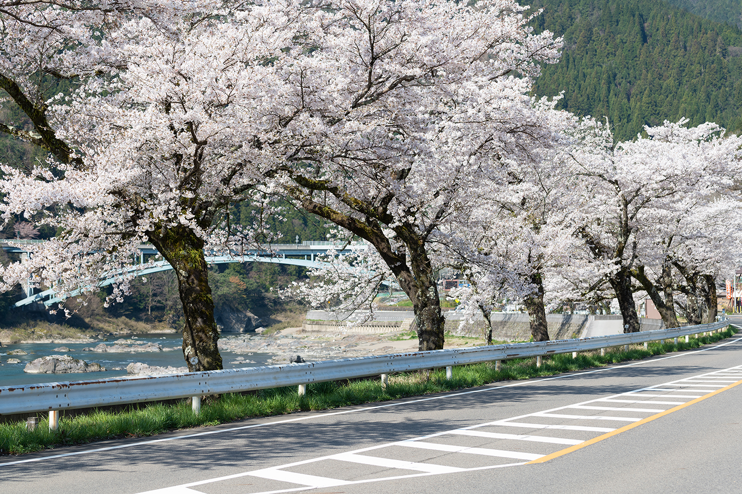 国道156号線沿いの桜並木 スライダー画像1