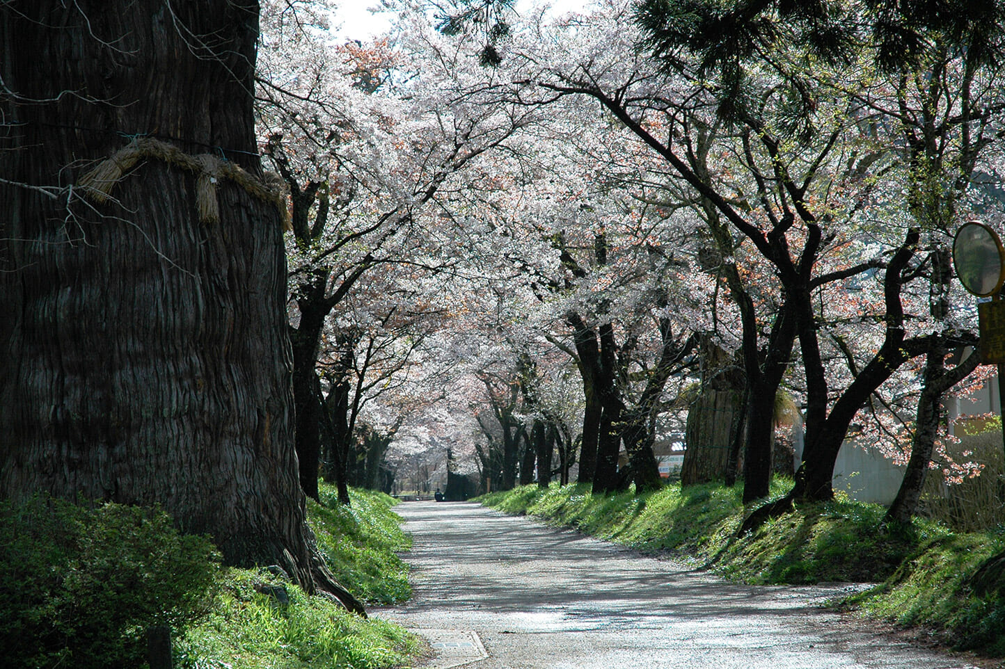 明建神社参道 スライダー画像2