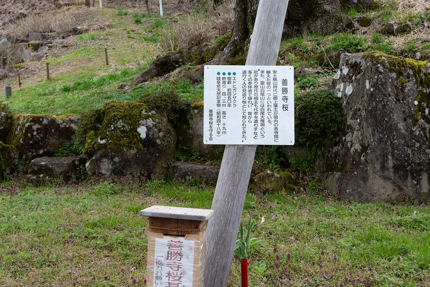 開花情報更新中 善勝寺の桜 Tabitabi郡上