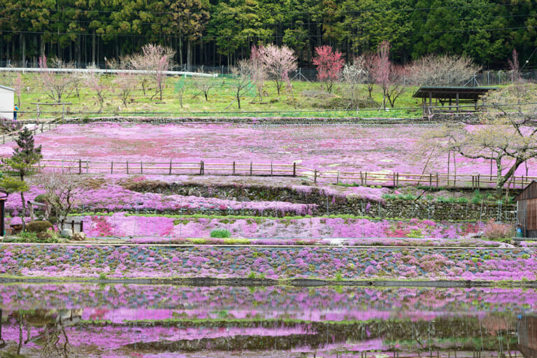 國田家の芝桜 スライダー画像1