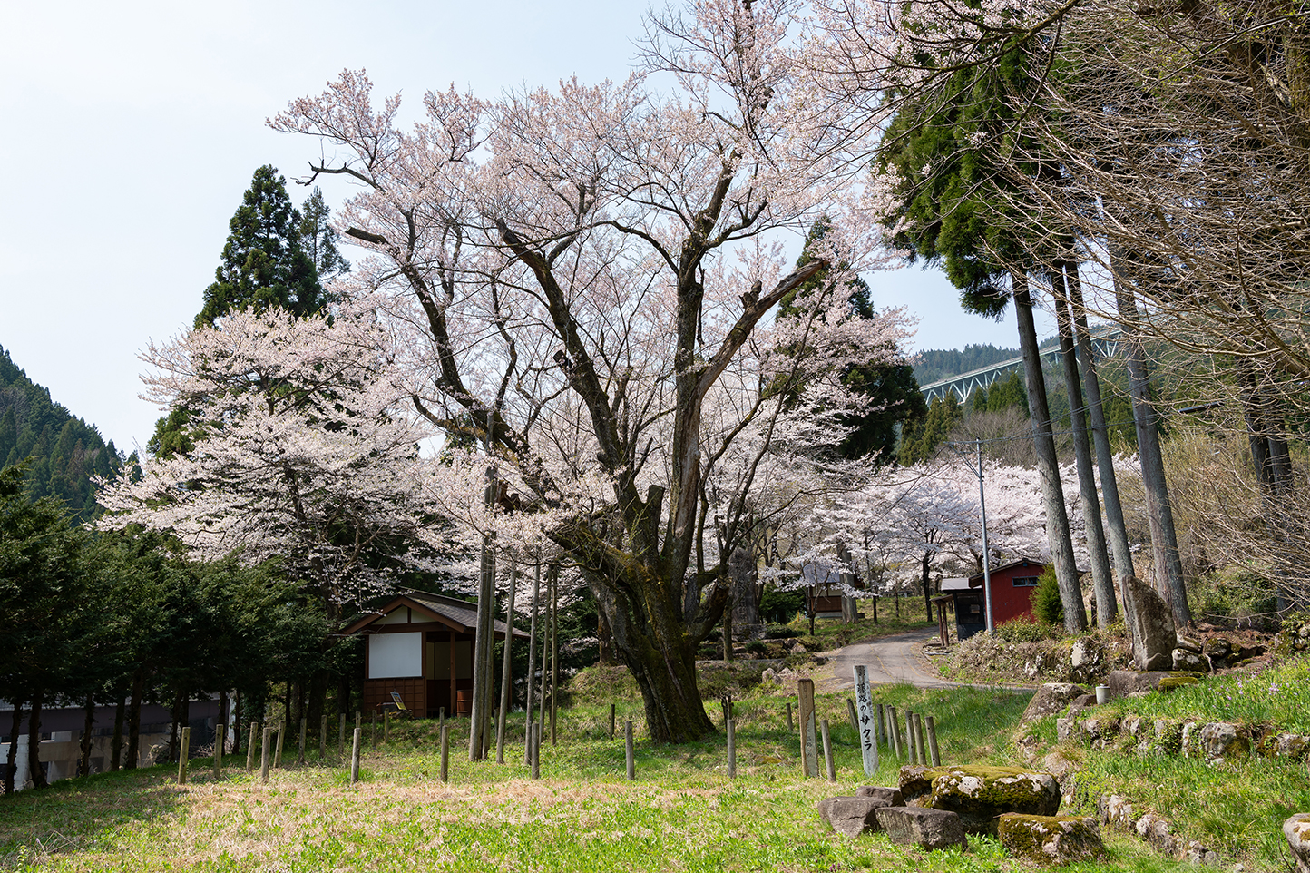 藤路の桜 スライダー画像1