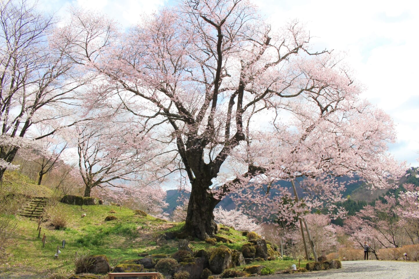 Cherry blossoms at Zenshoji Temple スライダー画像1