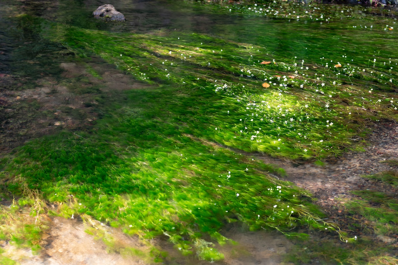 郡上鍾乳洞横の梅花藻 スライダー画像3
