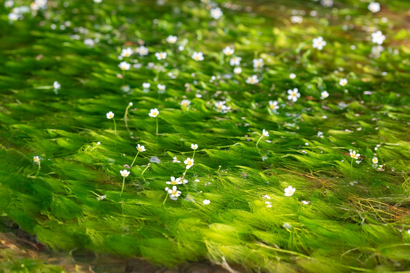 郡上鍾乳洞横の梅花藻 スライダー画像1
