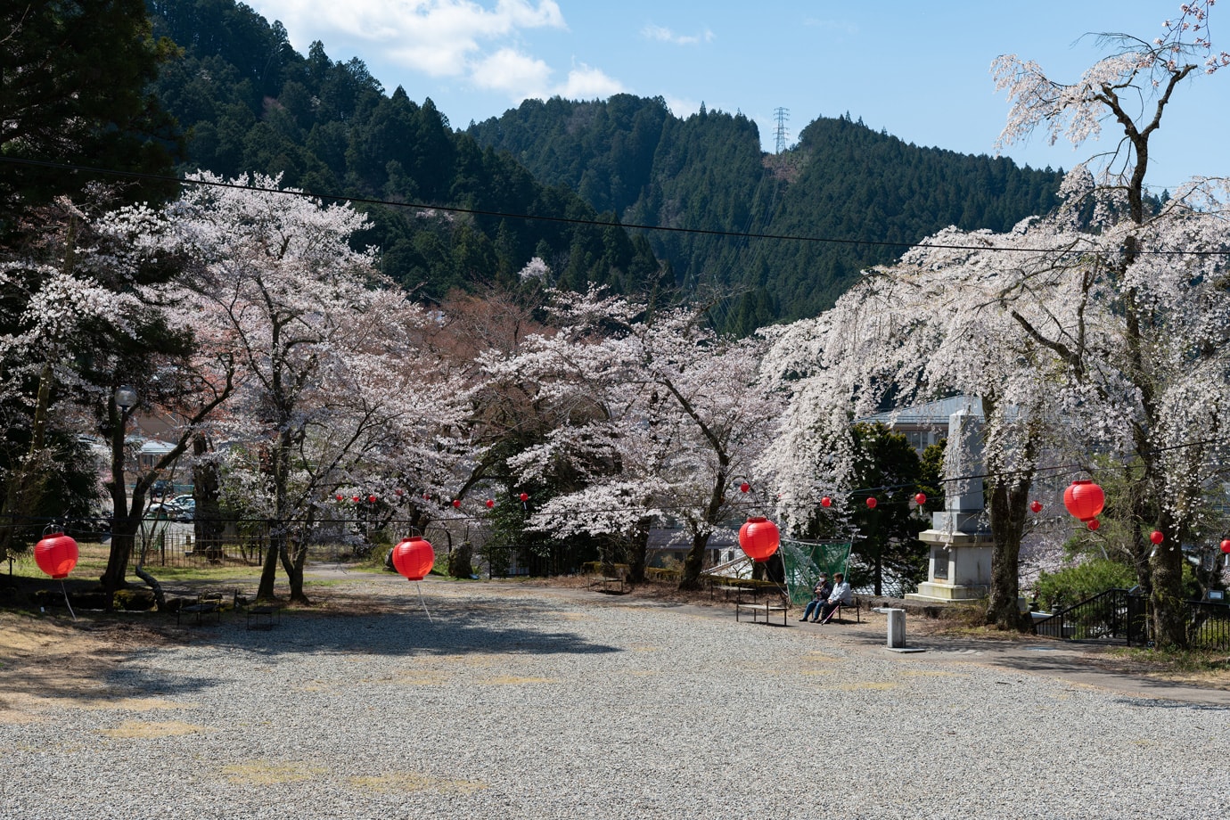 Cherry blossom at Atago Park スライダー画像3
