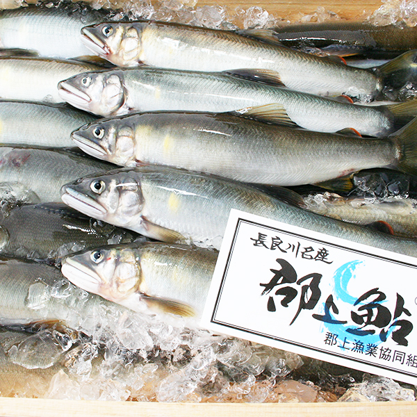 What is Yana fishery?2