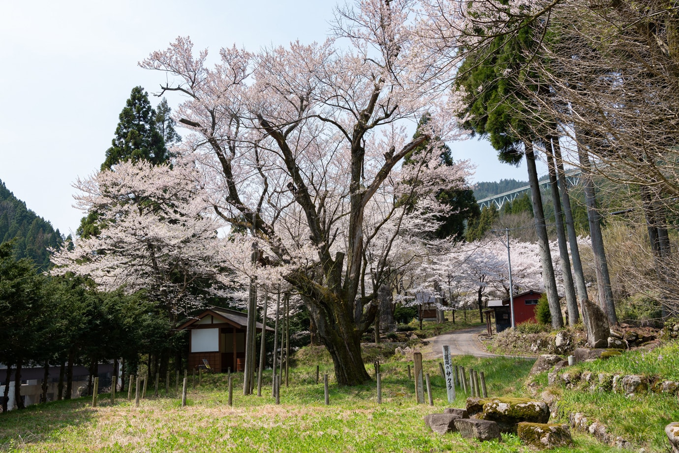 Cherry blossoms at Fujiro スライダー画像1