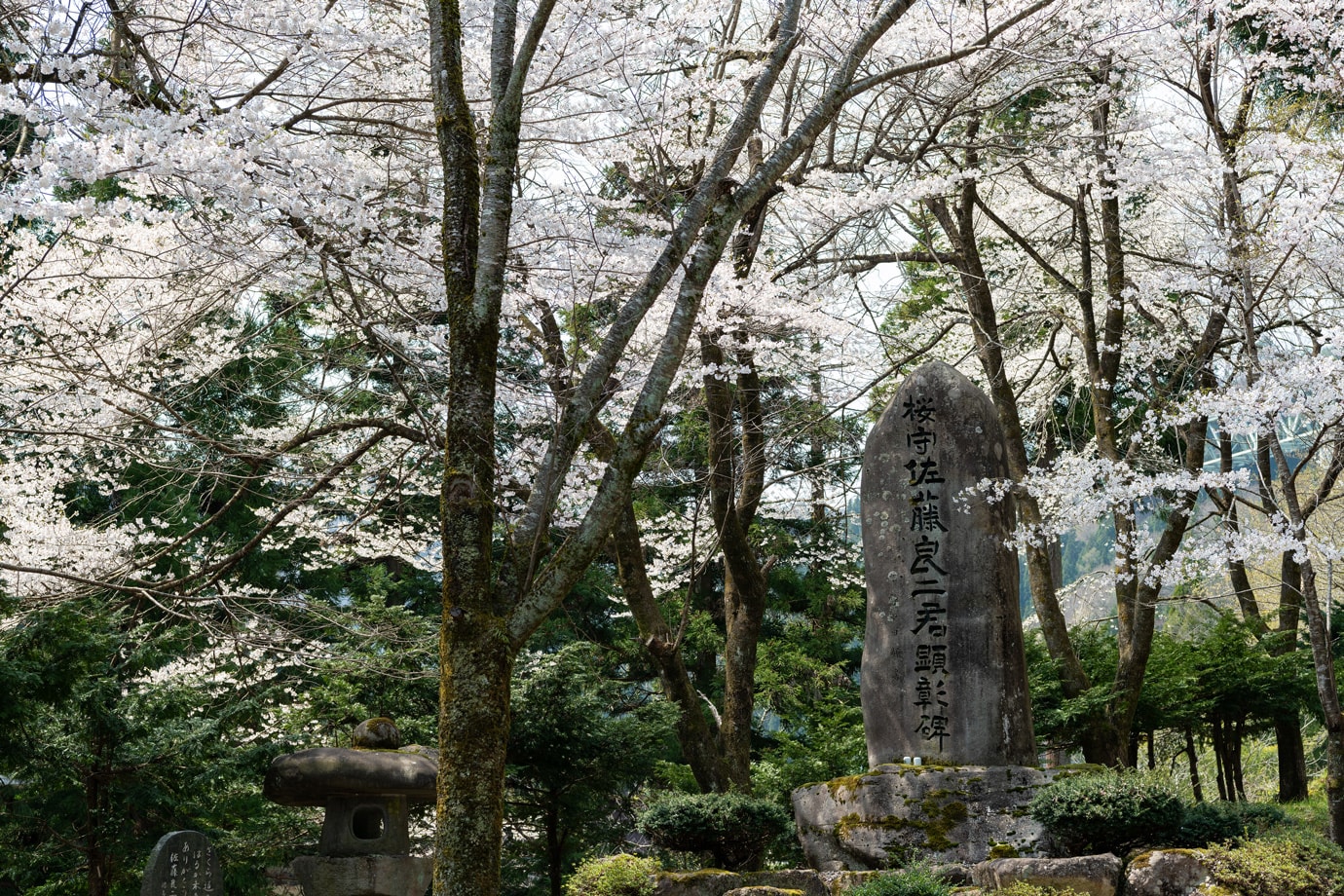 Cherry blossoms at Fujiro スライダー画像2