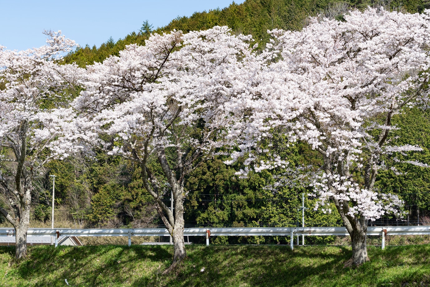 方須桜並木道 スライダー画像3