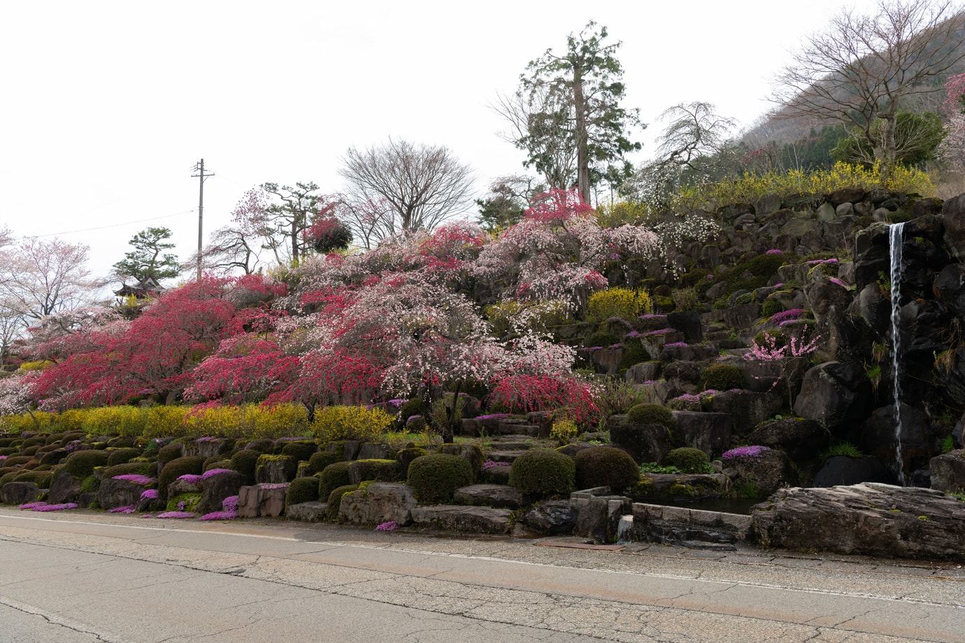 Cherry blossoms at Zenshoji Temple スライダー画像3