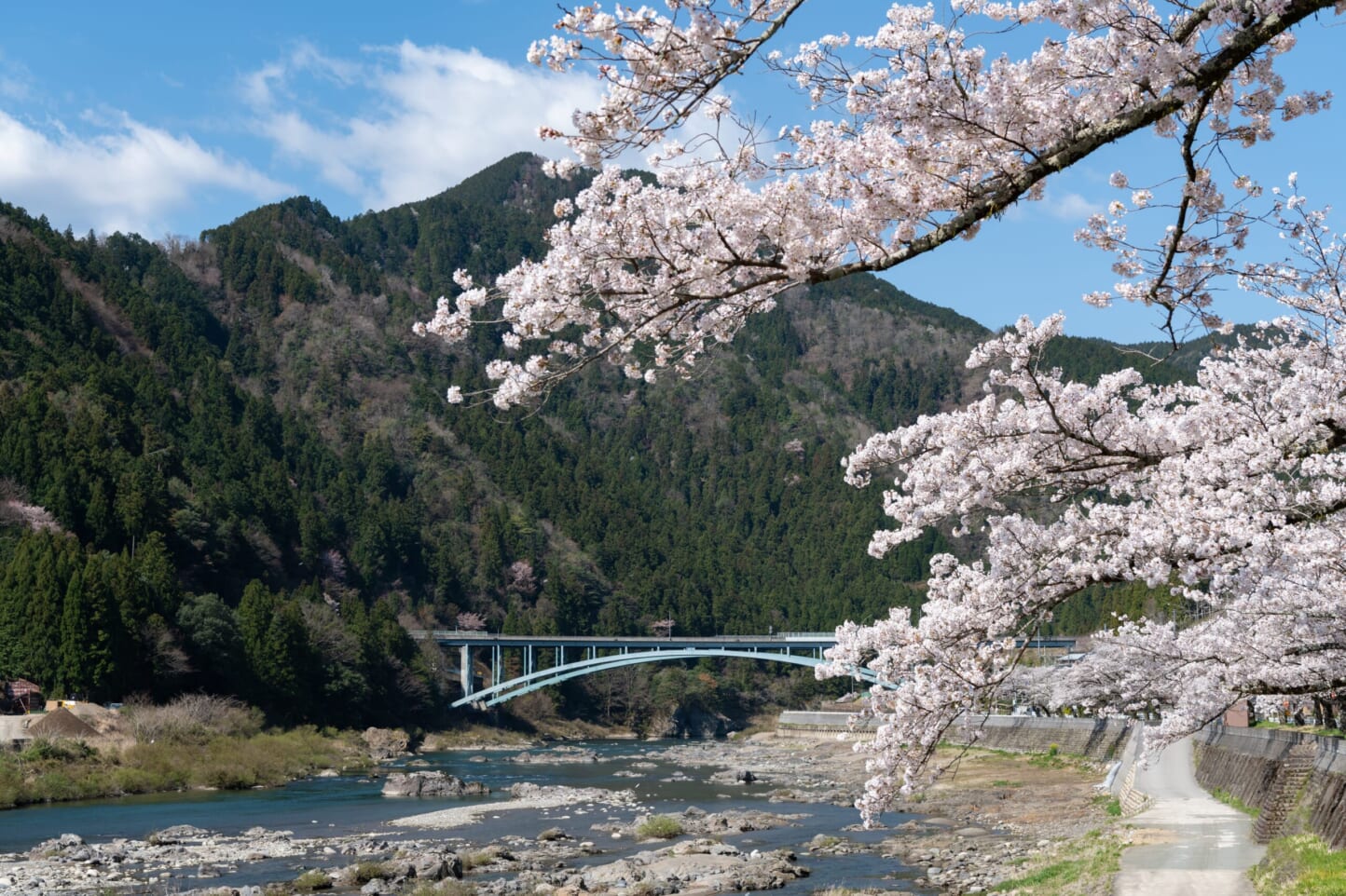 Cherry blossoms along National Route 156 スライダー画像2