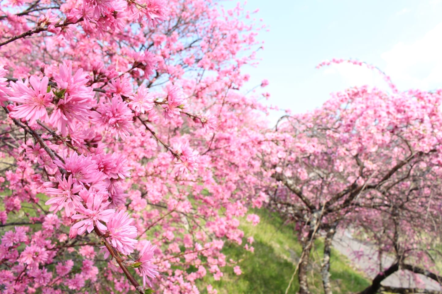 小川の花桃 スライダー画像2