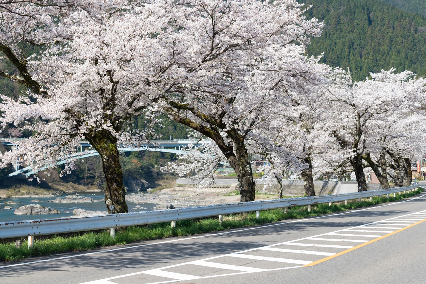国道156号線沿いの桜並木 スライダー画像3