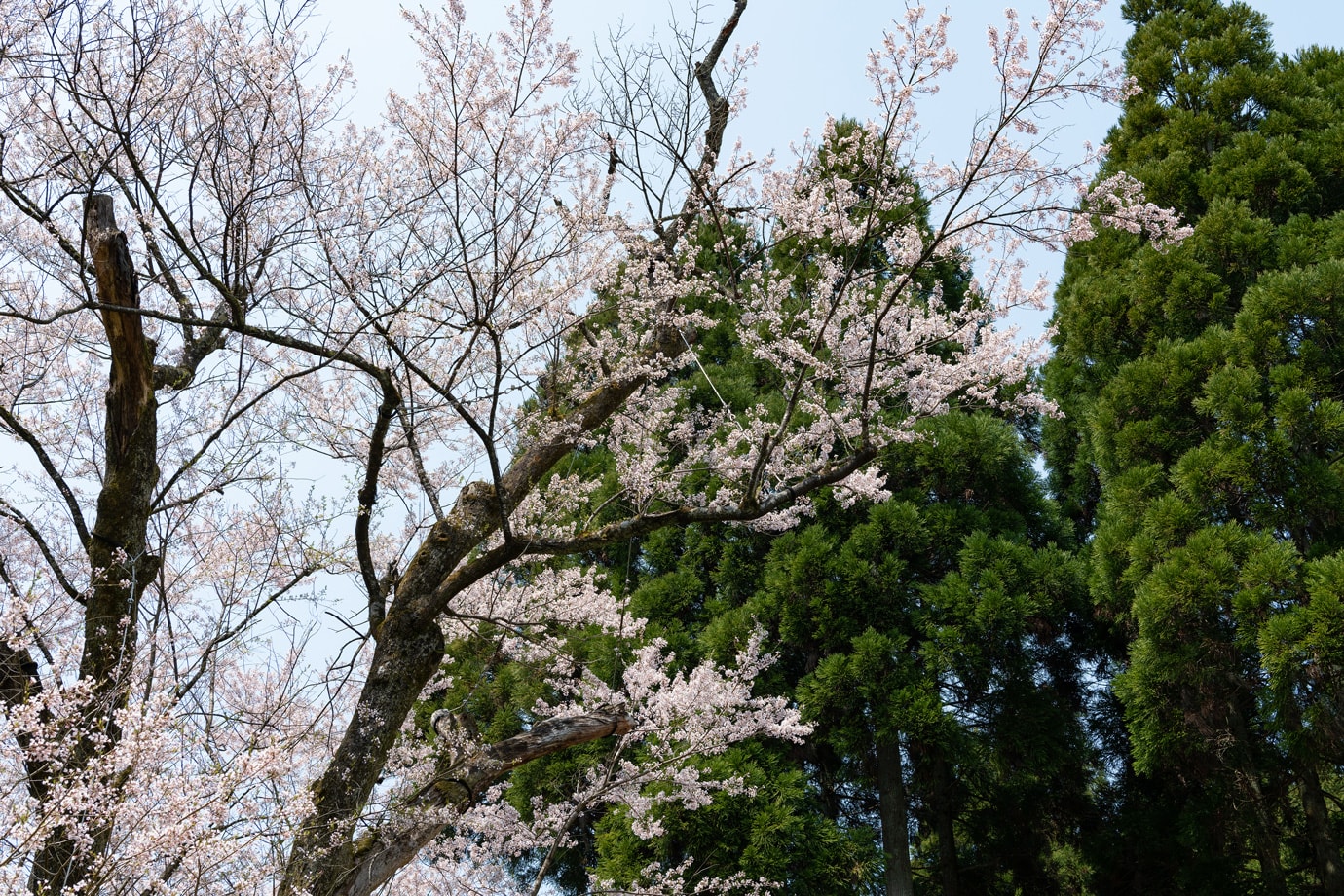 Cherry blossoms at Fujiro スライダー画像3