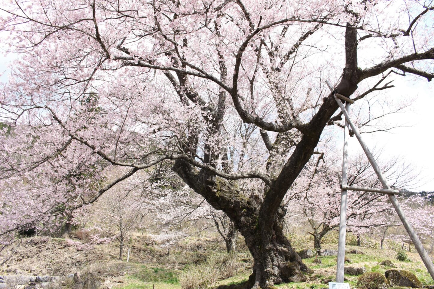 Cherry blossoms at Zenshoji Temple スライダー画像2