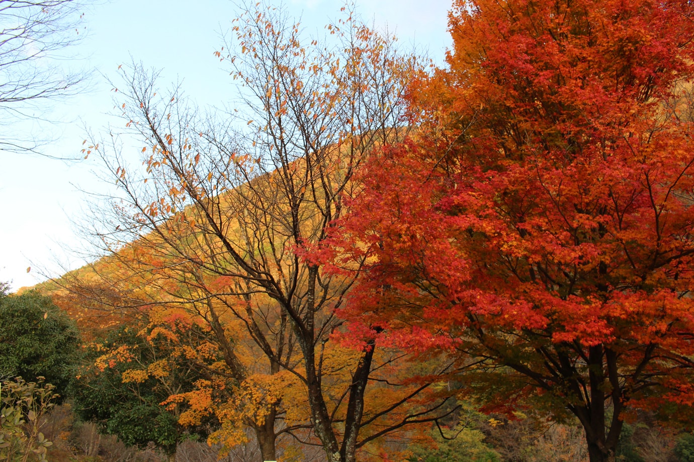 Autumn leaves at Seseragi Kaido スライダー画像3