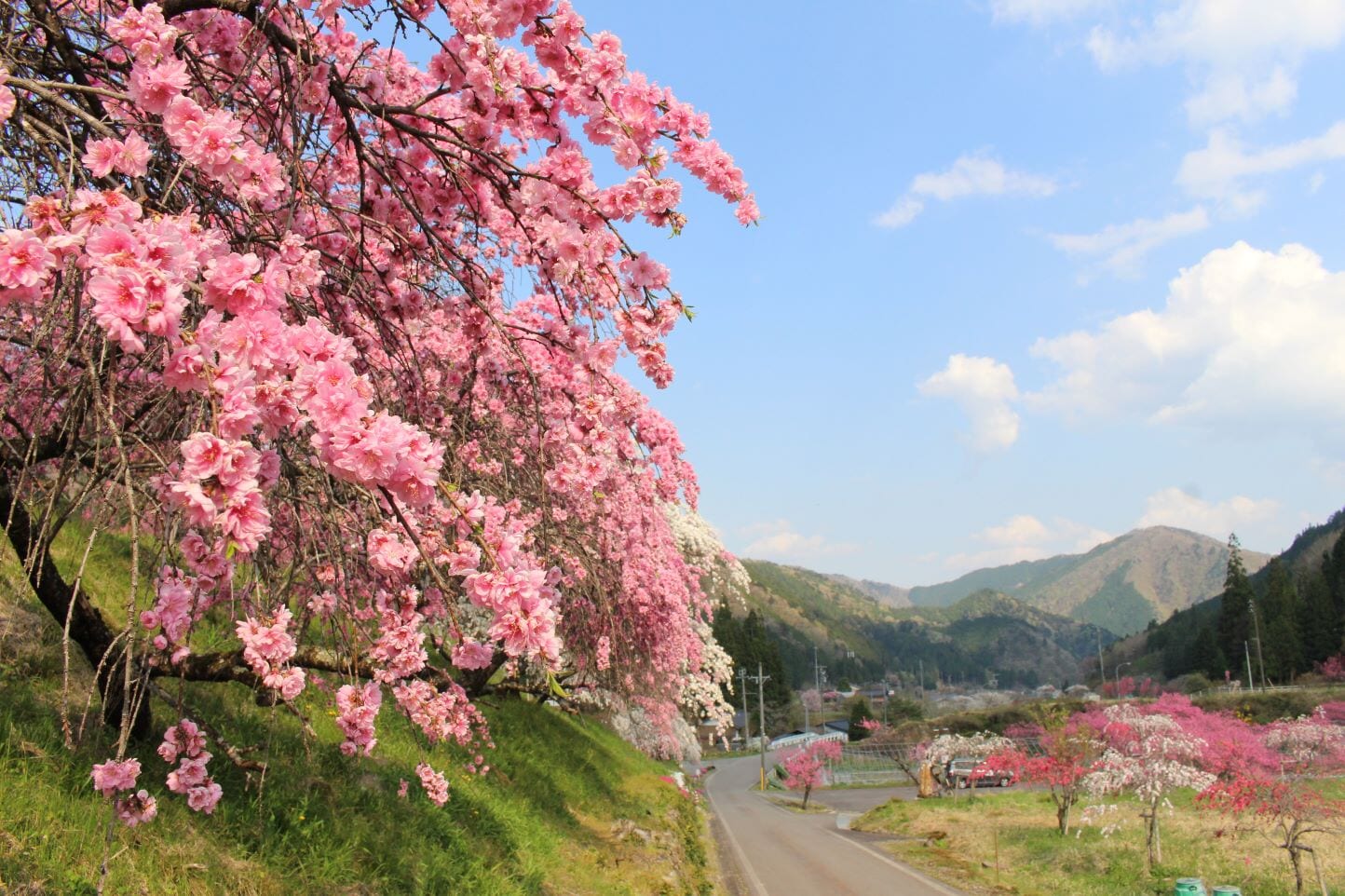 小川の花桃 スライダー画像1