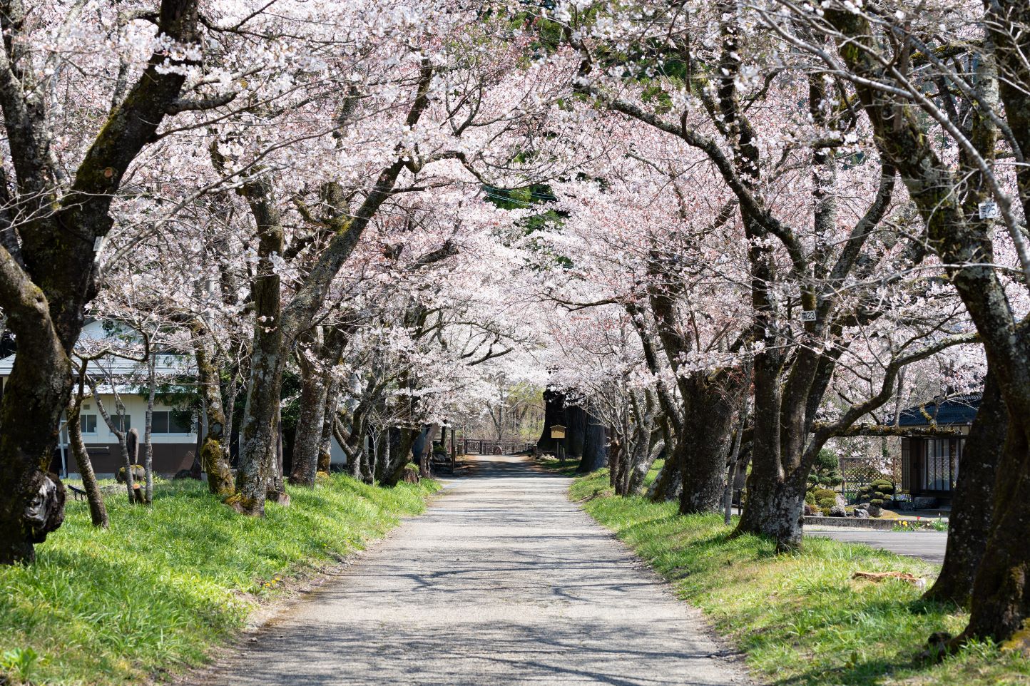 <C_020>Driving Trip to See Historical Sites at Gujo!