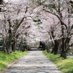桜ウォーク＆ノルディックウォーク スライダー画像1