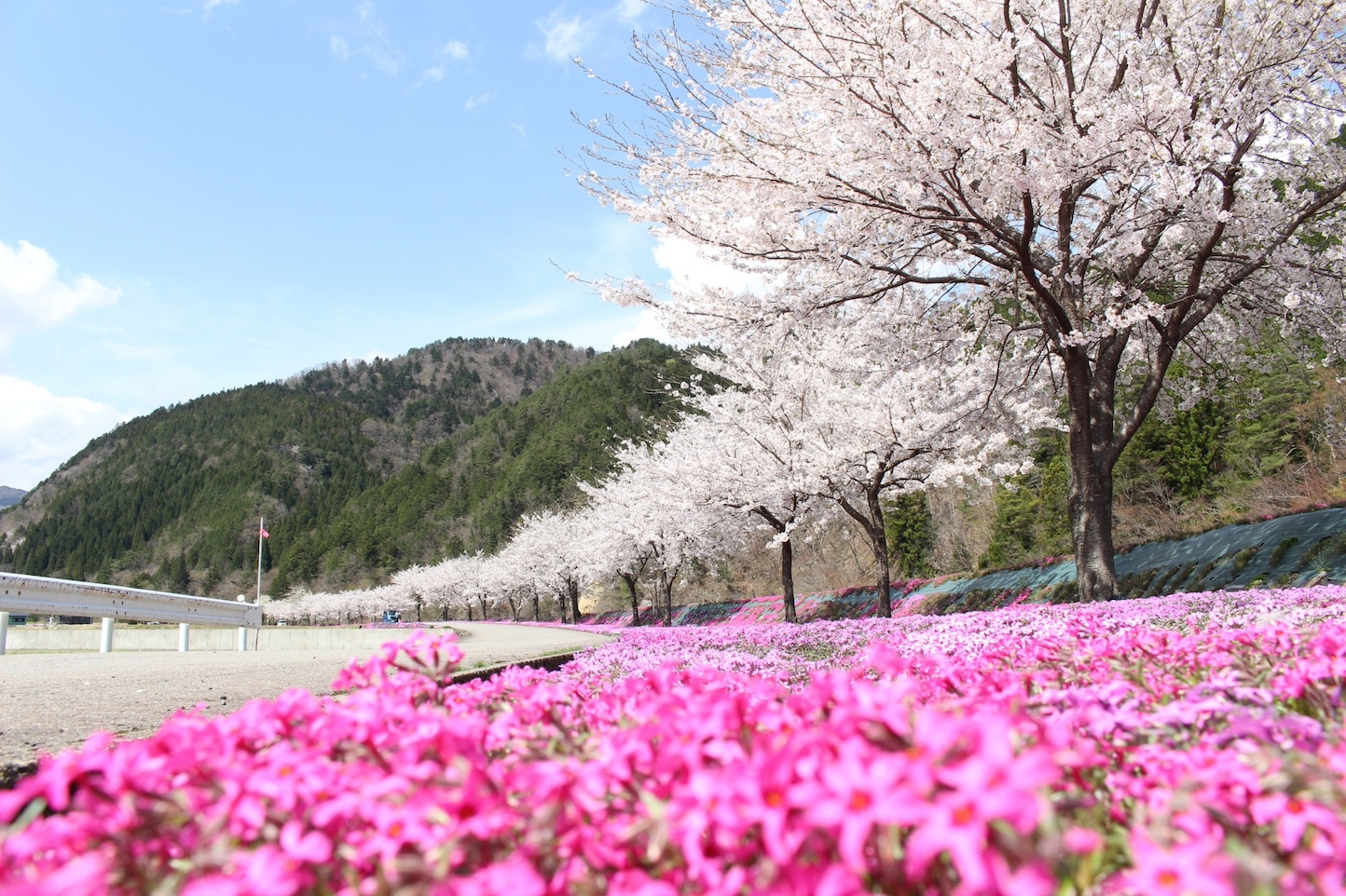 郡上で楽しむ絶景！春の女子旅編