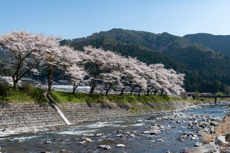 方須桜並木道 スライダー画像1