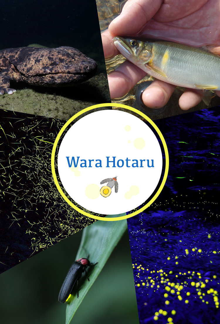 <M_032>Wara Hotaru