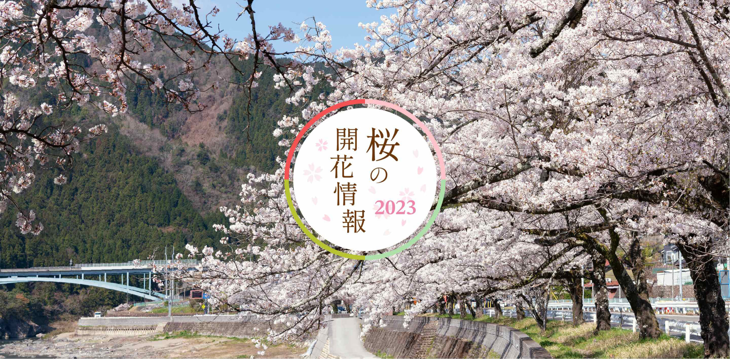 桜の開花情報2023