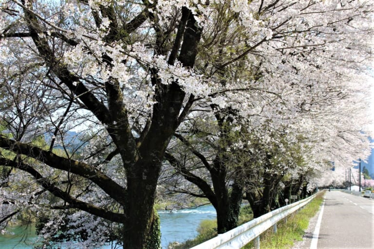 美並町下田 県道61号線の桜並木 スライダー画像1