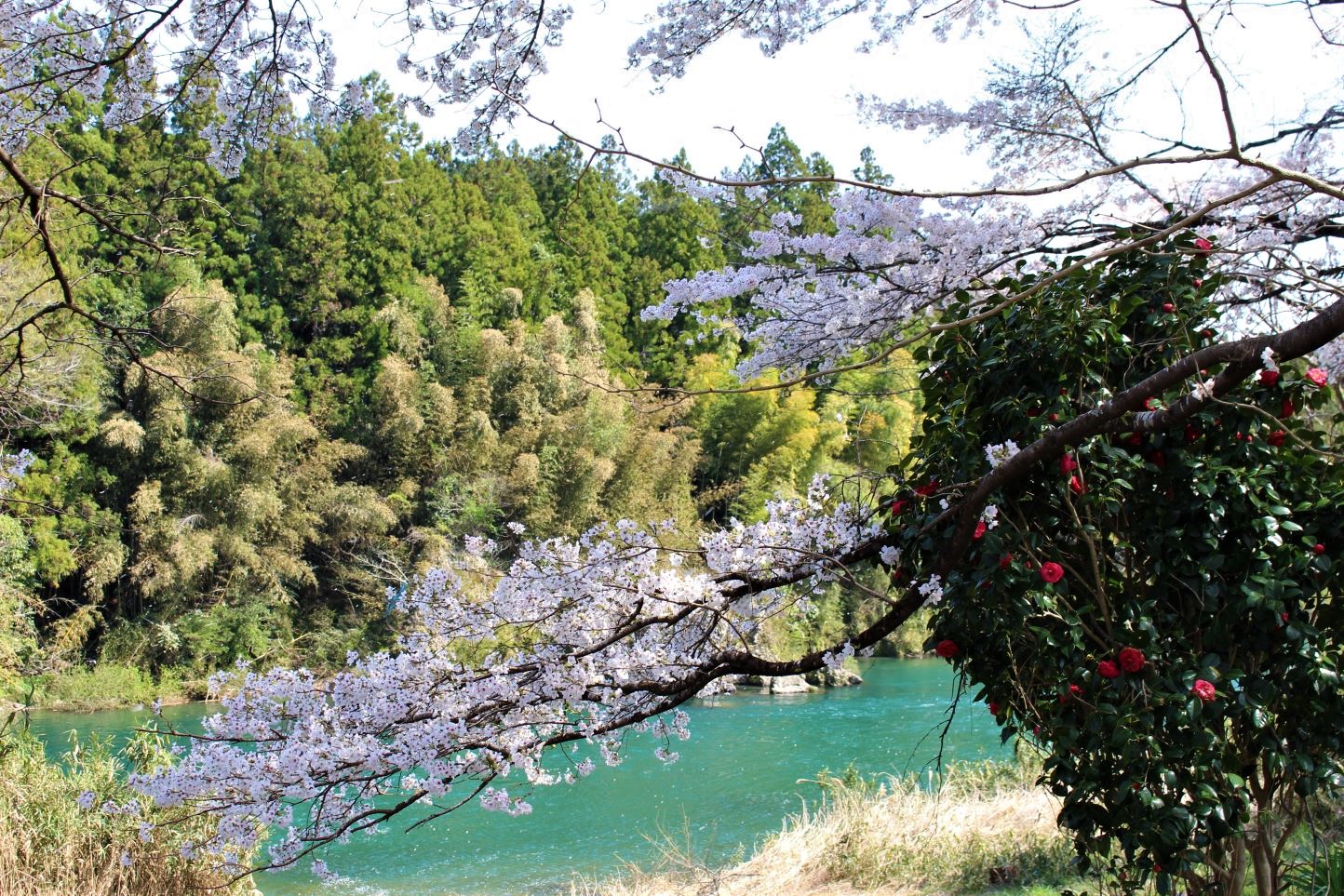 美並町下田 県道61号線の桜並木 スライダー画像3