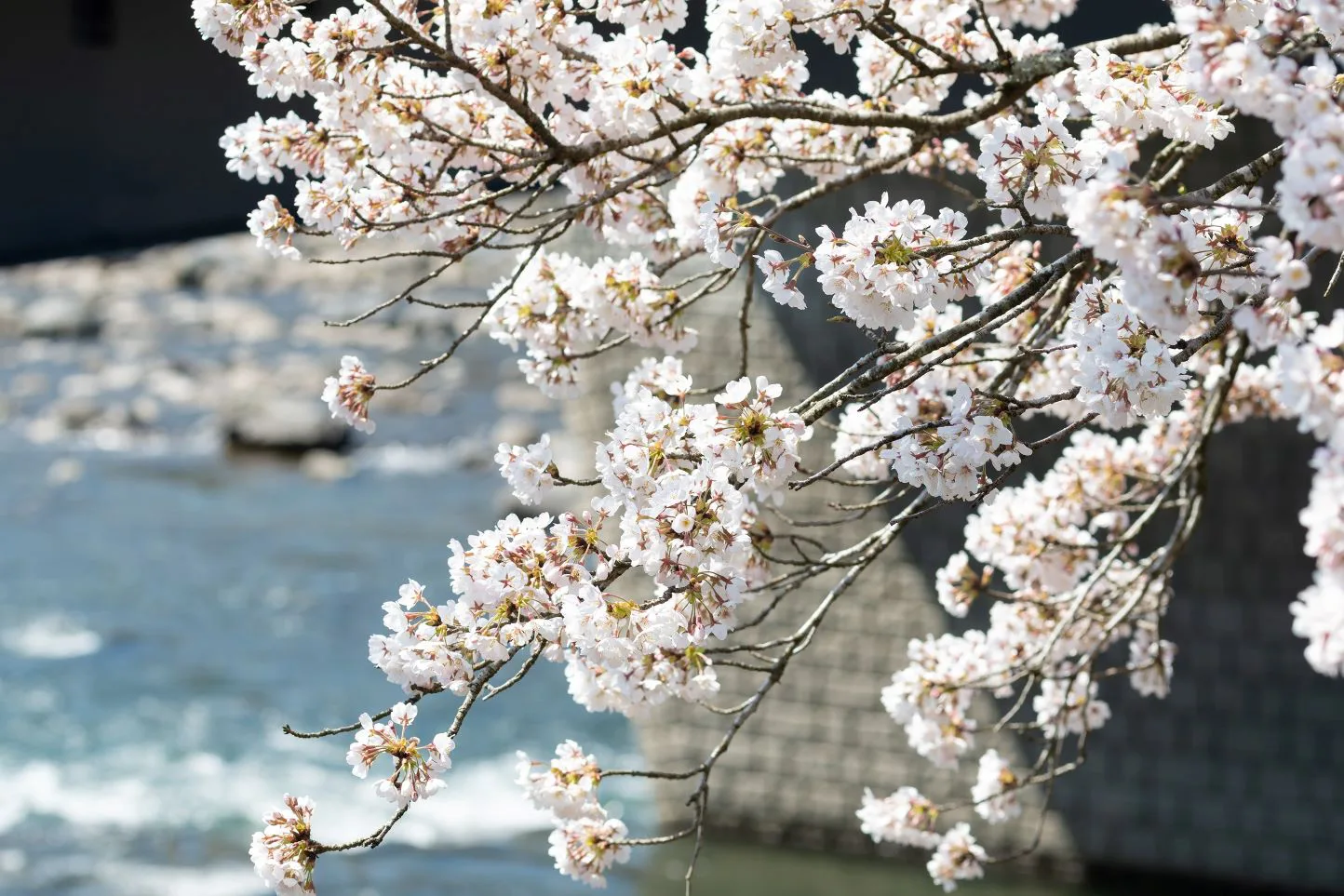 五町堤の桜 | 【TABITABI郡上】