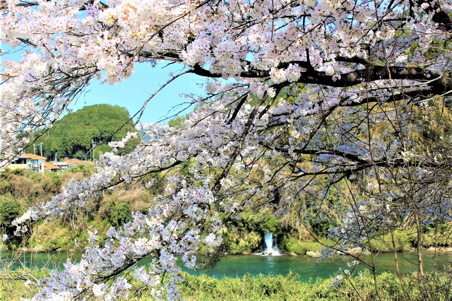 美並町下田 県道61号線の桜並木 スライダー画像2