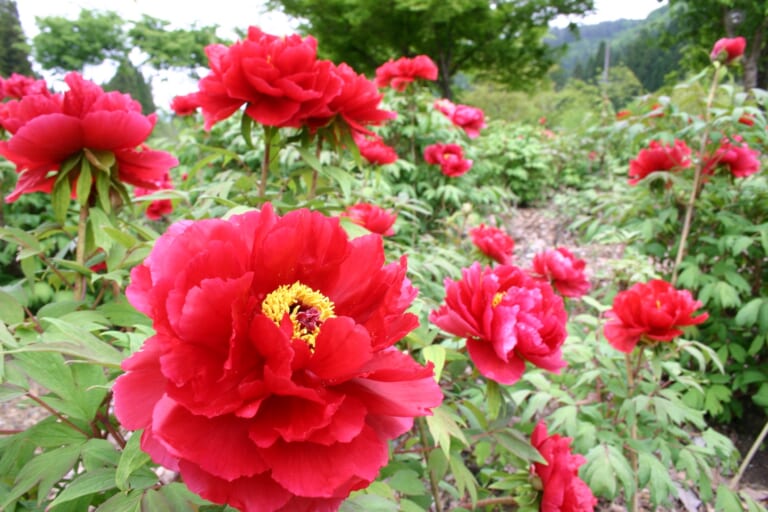 古今伝授の里フィールドミュージアム ぼたんまつり