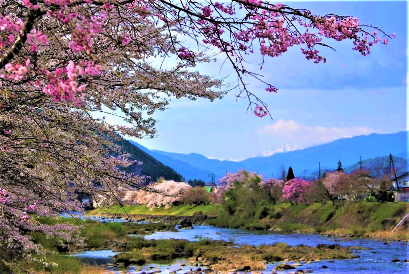 大和町河辺～徳永地区 長良川堤防の桜並木 スライダー画像1