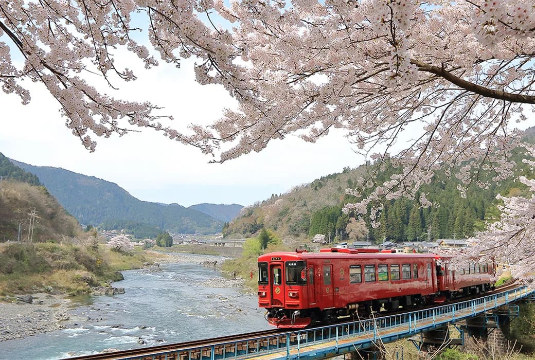 川のそばの鉄橋を走る赤い電車が満開の桜越しに映った風景