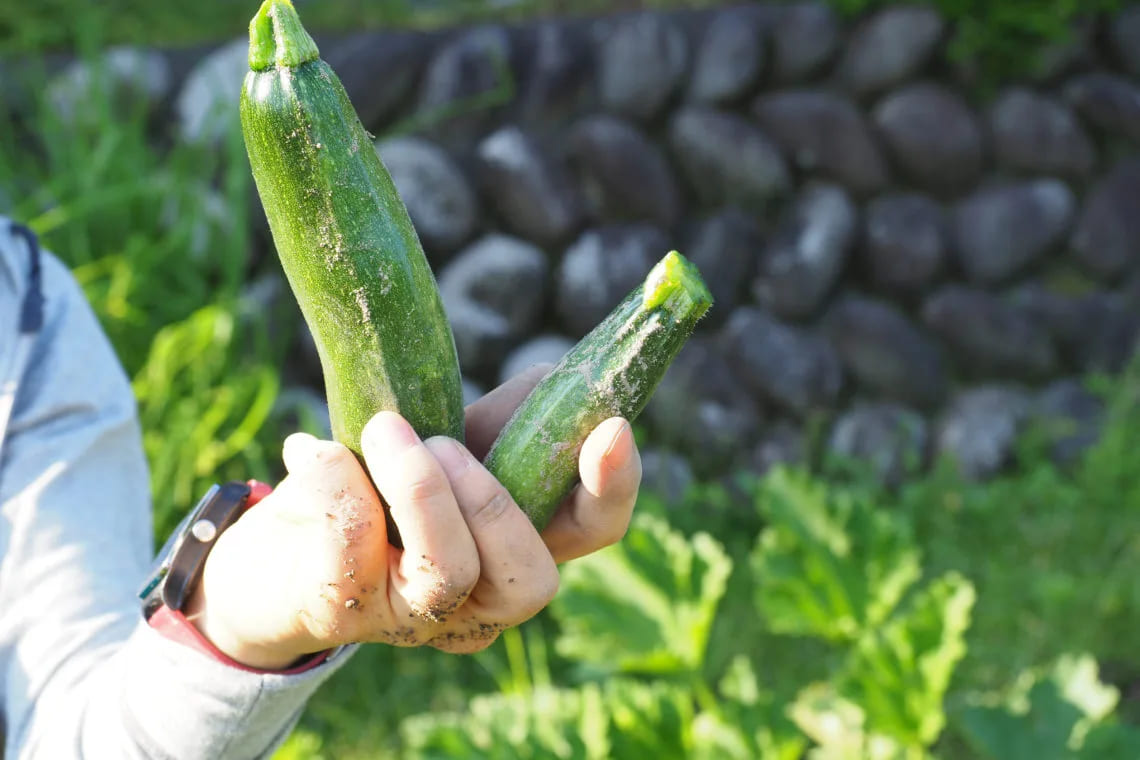 とれたての野菜を手にする様子