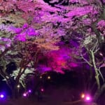 明建神社参道 夜桜ライトアップイベント スライダー画像1