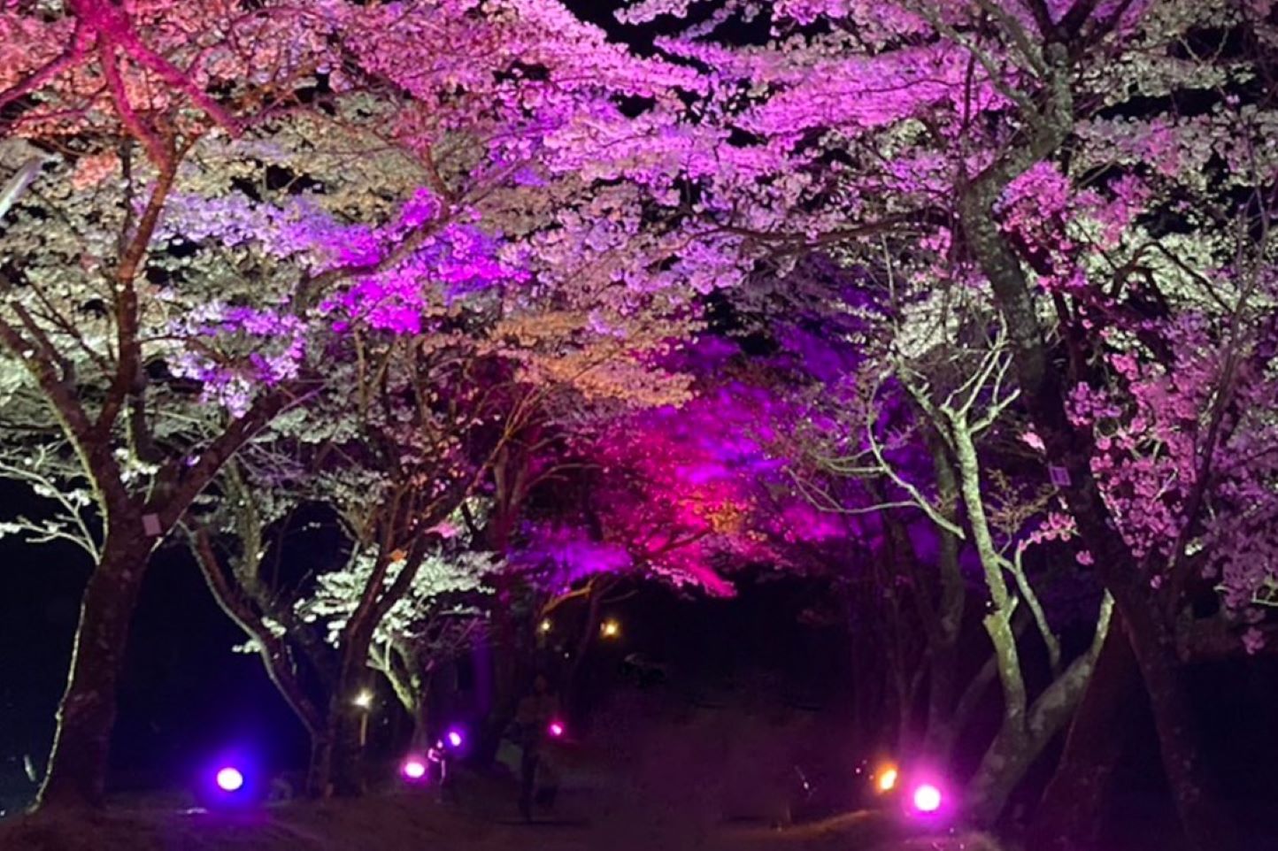 明建神社参道 夜桜ライトアップイベント スライダー画像1