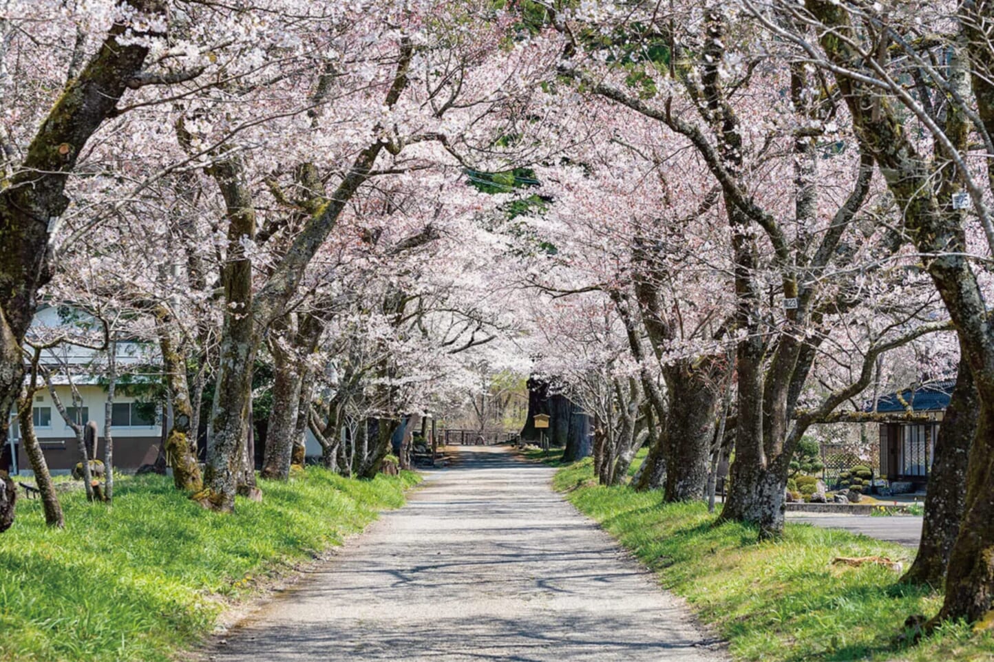 満開の桜を眺める、春のお花見ドライブデートコース