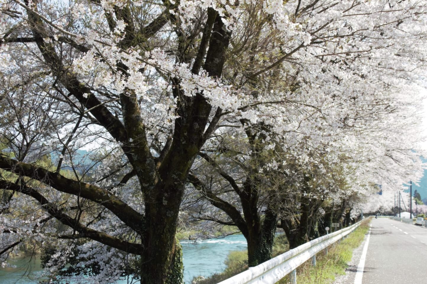 満開の桜を眺める、春のお花見ドライブデートコース