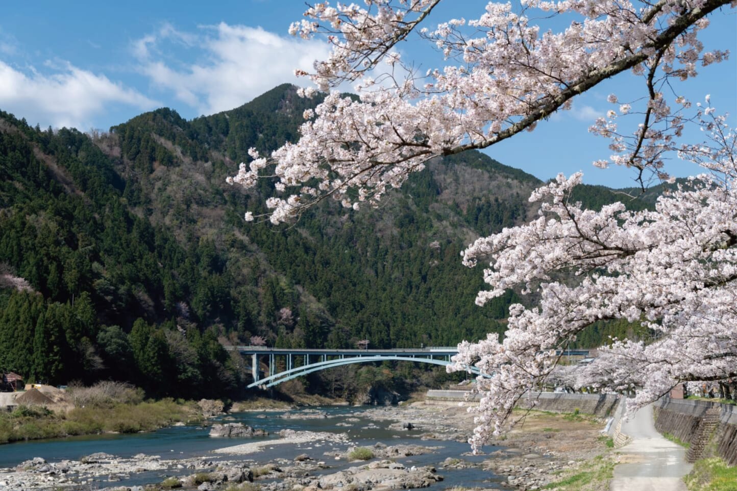 満開の桜を眺める、春のお花見ドライブデートコース