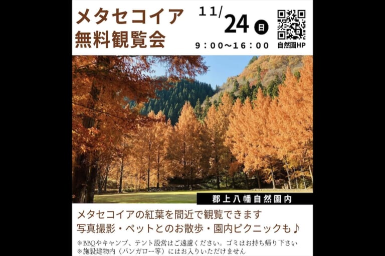 郡上八幡自然園メタセコイヤ無料観覧会