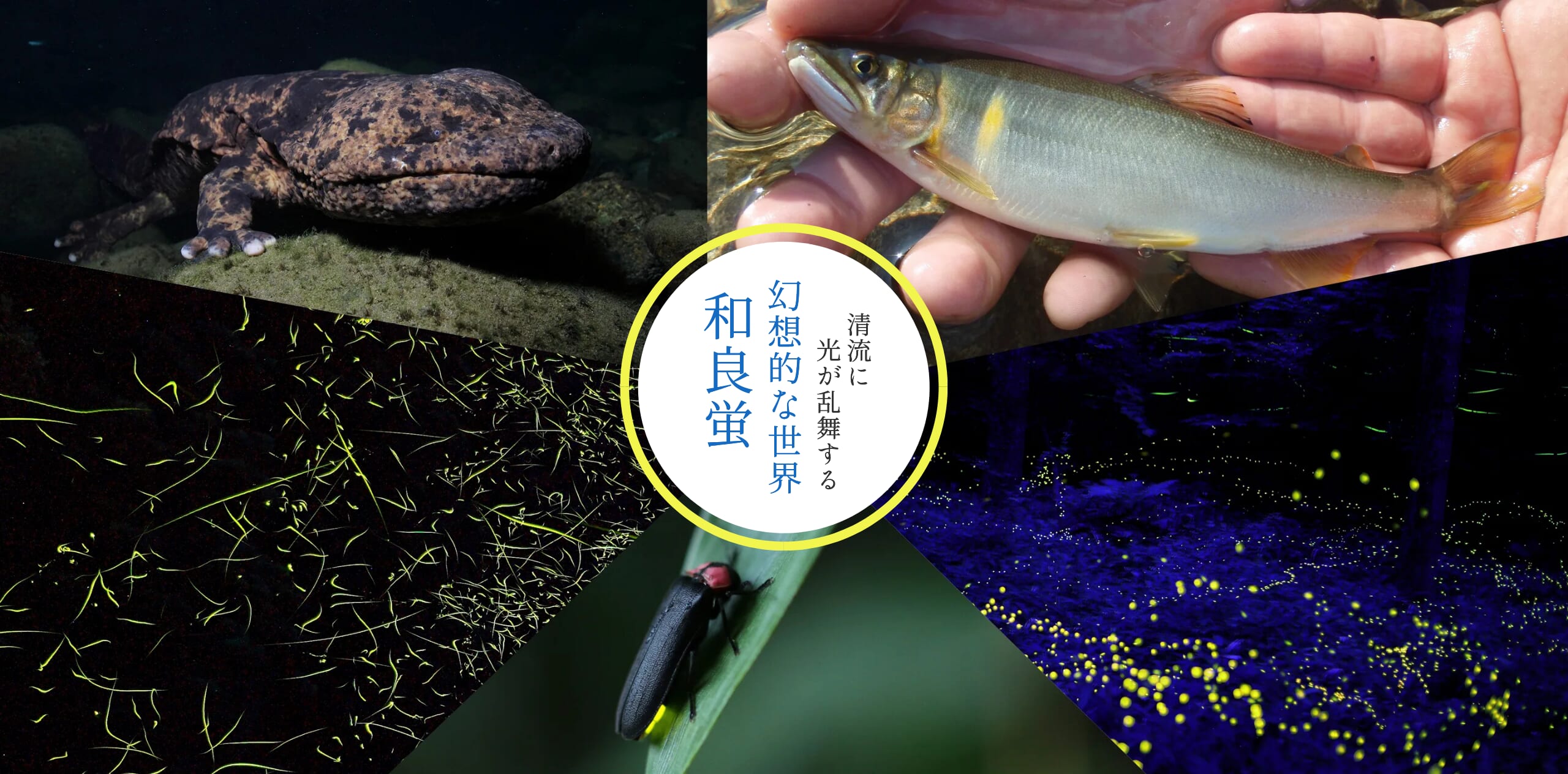 幻想的な世界　和良蛍