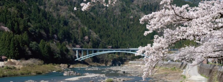満開の桜を眺める、春のお花見ドライブデートコース